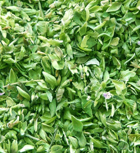 oregano